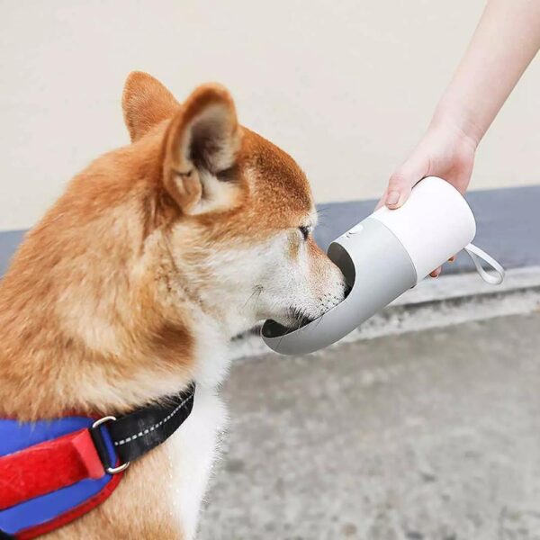 dog water bottle